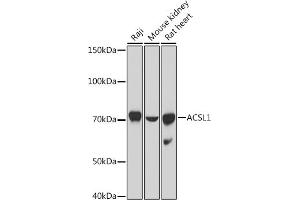 Western blot analysis of extracts of various cell lines, using  antibody (ABIN7265423) at 1:1000 dilution. (ACSL1 antibody  (AA 46-275))