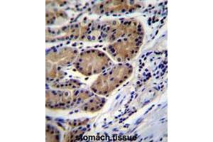 CTSO Antibody (N-term) immunohistochemistry analysis in formalin fixed and paraffin embedded human stomach tissue followed by peroxidase conjugation of the secondary antibody and DAB staining. (CTSO antibody  (N-Term))