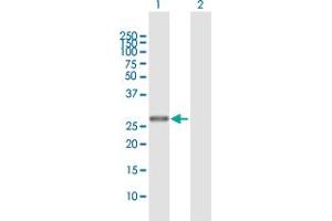 Western Blot analysis of THTPA expression in transfected 293T cell line by THTPA MaxPab polyclonal antibody.