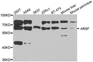 Western blot analysis of extract of various cells, using ARSF antibody. (ARSF antibody)