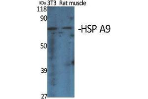 Western Blot (WB) analysis of specific cells using HSP A9 Polyclonal Antibody. (HSPA9 antibody  (C-Term))