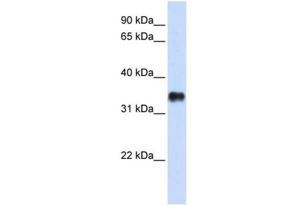 KCTD7 antibody  (N-Term)