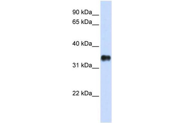 KCTD7 Antikörper  (N-Term)