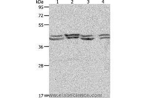 Western blot analysis of Hela, 293T, NIH/3T3 and Jurkat cell, using PSMD6 Polyclonal Antibody at dilution of 1:650
