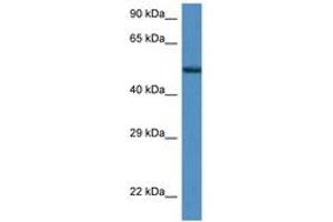 Image no. 1 for anti-Zinc Finger Protein 275 (ZNF275) (AA 350-399) antibody (ABIN6747226)