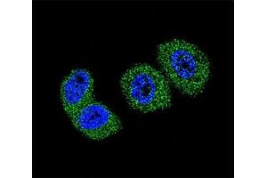 Immunofluorescence (IF) image for anti-Forkhead Box O3 (FOXO3) (AA 224-253) antibody (ABIN3030991)
