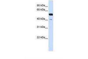 Image no. 1 for anti-Zinc Finger Protein 703 (ZNF703) (C-Term) antibody (ABIN6737730)