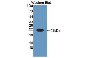 Western Blotting (WB) image for anti-Interleukin 1 Receptor Antagonist (IL1RN) (AA 24-174) antibody (ABIN3209022) (IL1RN antibody  (AA 24-174))