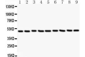 Western Blotting (WB) image for anti-C-Src tyrosine Kinase (CSK) (AA 2-204) antibody (ABIN3042764) (CSK antibody  (AA 2-204))