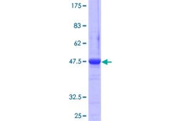 ATG12 Protein (AA 1-140) (GST tag)