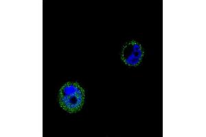 Confocal immunofluorescent analysis of VPS52 Antibody (C-term) (ABIN654879 and ABIN2844533) with MCF-7 cell followed by Alexa Fluor® 488-conjugated goat anti-rabbit lgG (green). (VPS52 antibody  (C-Term))