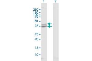 Western Blot analysis of POLDIP2 expression in transfected 293T cell line by POLDIP2 MaxPab polyclonal antibody.