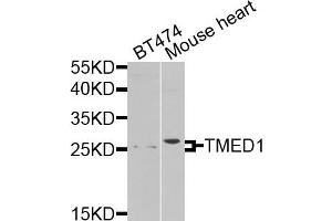 Western blot analysis of extracts of various cells, using TMED1 antibody. (TMED1 antibody)