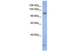 Image no. 1 for anti-Piwi-Like 1 (PIWIL1) (AA 71-120) antibody (ABIN6743059) (PIWIL1 antibody  (AA 71-120))