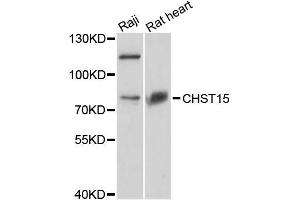 Western blot analysis of extracts of various cell lines, using CHST15 antibody (ABIN5996664) at 1:3000 dilution. (CHST15 antibody)