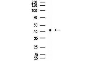 anti-RNA Binding Motif Protein, X-Linked (RBMX) (N-Term) antibody