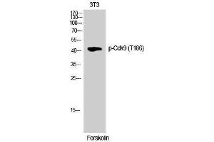 Western Blotting (WB) image for anti-Cyclin-Dependent Kinase 9 (CDK9) (pThr186) antibody (ABIN3182262) (CDK9 antibody  (pThr186))