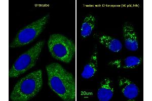 Immunofluorescent analysis of  cells, using ATG4D Antibody (ABIN659112 and ABIN2843757). (ATG4D antibody)