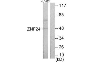 Western Blotting (WB) image for anti-Zinc Finger Protein 24 (ZNF24) (N-Term) antibody (ABIN1849195) (ZNF24 antibody  (N-Term))