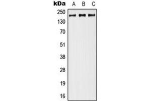 Western blot analysis of Neurocan expression in MCF7 (A), Raw264. (Neurocan antibody  (Center))