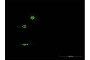 Immunofluorescence (IF) image for anti-Nuclear Receptor Subfamily 1, Group D, Member 1 (NR1D1) (AA 233-322) antibody (ABIN523055)