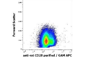 Flow cytometry surface staining pattern of rat splenocytes suspension stained using anti-rat CD28 (JJ319) purified antibody (concentration in sample 4 μg/mL) GAM APC. (CD28 antibody)
