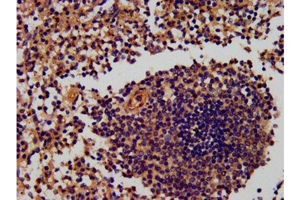 RNF7 antibody  (AA 2-113)