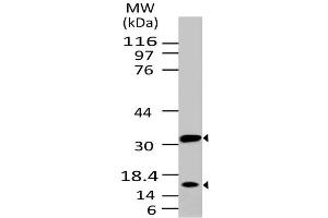Image no. 1 for anti-Caspase 3 (CASP3) antibody (ABIN5027693) (Caspase 3 antibody)