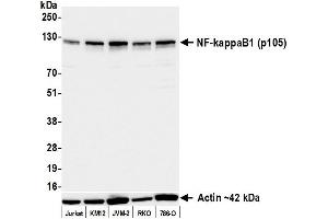 Western Blotting (WB) image for anti-Nuclear Factor of kappa Light Polypeptide Gene Enhancer in B-Cells 1 (NFKB1) (C-Term) antibody (ABIN7795778)