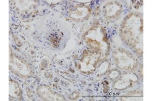 Immunoperoxidase of monoclonal antibody to ACTR2 on formalin-fixed paraffin-embedded human kidney. (ACTR2 antibody  (AA 1-394))