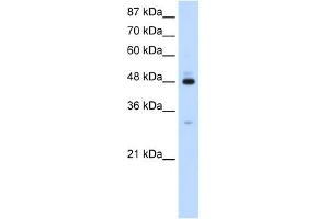 PAIP1 antibody used at 1. (PAIP1 antibody)
