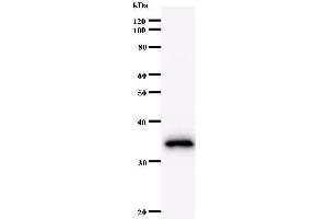 Western Blotting (WB) image for anti-MYC Associated Factor X (MAX) antibody (ABIN932461) (MAX antibody)