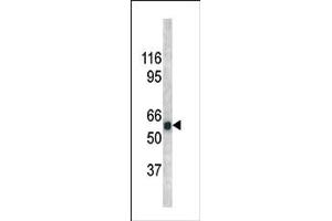 Image no. 1 for anti-Cell Division Cycle 25 Homolog A (S. Pombe) (CDC25A) (pSer279) antibody (ABIN358095) (CDC25A antibody  (pSer279))