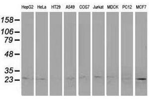 Image no. 2 for anti-Polymerase (RNA) II (DNA Directed) Polypeptide E, 25kDa (POLR2E) antibody (ABIN1500336) (POLR2E antibody)