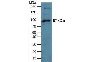 Mps1 Antikörper  (AA 532-786)
