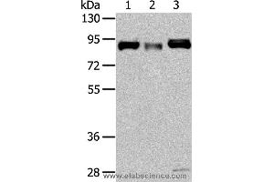 Western blot analysis of Human fetal muscle and fetal brain tissue, hela cell, using CUL4A Polyclonal Antibody at dilution of 1:325 (Cullin 4A antibody)