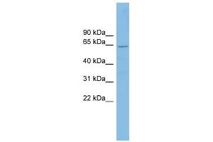 Cryptochrome 2 antibody used at 1 ug/ml to detect target protein. (CRY2 antibody)