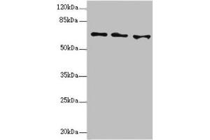 EYA3 anticorps  (AA 1-300)