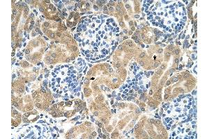 TM9SF1 antibody was used for immunohistochemistry at a concentration of 4-8 ug/ml to stain Epithelial cells of renal tubule (arrows) in Human Kidney.