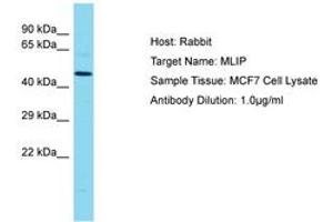 Image no. 1 for anti-Muscular LMNA-Interacting Protein (MLIP) (AA 194-243) antibody (ABIN6750721) (MLIP antibody  (AA 194-243))