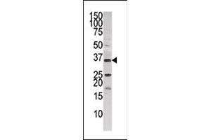 Western blot analysis of anti-NK3 (ABIN391240 and ABIN2841308) in HepG2 cell line lysate (35 μg/lane). (PANK3 antibody  (AA 150-181))