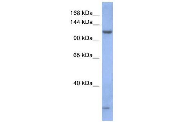 PIWIL1 抗体  (N-Term)