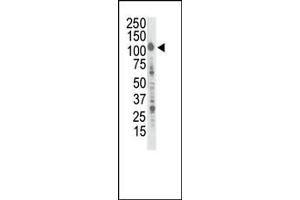 Western blot analysis of anti-InsRR Pab (ABIN392005 and ABIN2841789) in  cell lysate. (Insulin Receptor antibody  (C-Term))