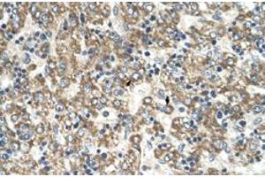 Immunohistochemical staining (Formalin-fixed paraffin-embedded sections) of human liver with GOT2 polyclonal antibody  at 4-8 ug/mL working concentration. (GOT2 antibody  (C-Term))
