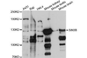 Western blot analysis of extracts of various cells, using SIN3B antibody. (SIN3B antibody)