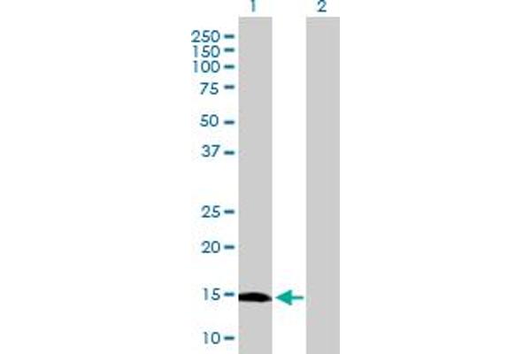 GLIPR2 antibody  (AA 1-154)