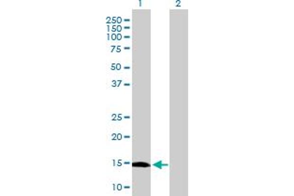 GLIPR2 anticorps  (AA 1-154)