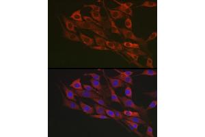 Immunofluorescence analysis of NIH/3T3 cells using Flotillin 1 Rabbit pAb (ABIN6127929, ABIN6140683, ABIN6140684 and ABIN6221813) at dilution of 1:100 (40x lens). (Flotillin 1 antibody  (AA 128-427))