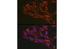 Immunofluorescence analysis of NIH/3T3 cells using Flotillin 1 Rabbit pAb (ABIN6127929, ABIN6140683, ABIN6140684 and ABIN6221813) at dilution of 1:100 (40x lens). (Flotillin 1 antibody  (AA 128-427))