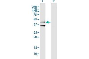Western Blot analysis of HTR3B expression in transfected 293T cell line by HTR3B MaxPab polyclonal antibody.